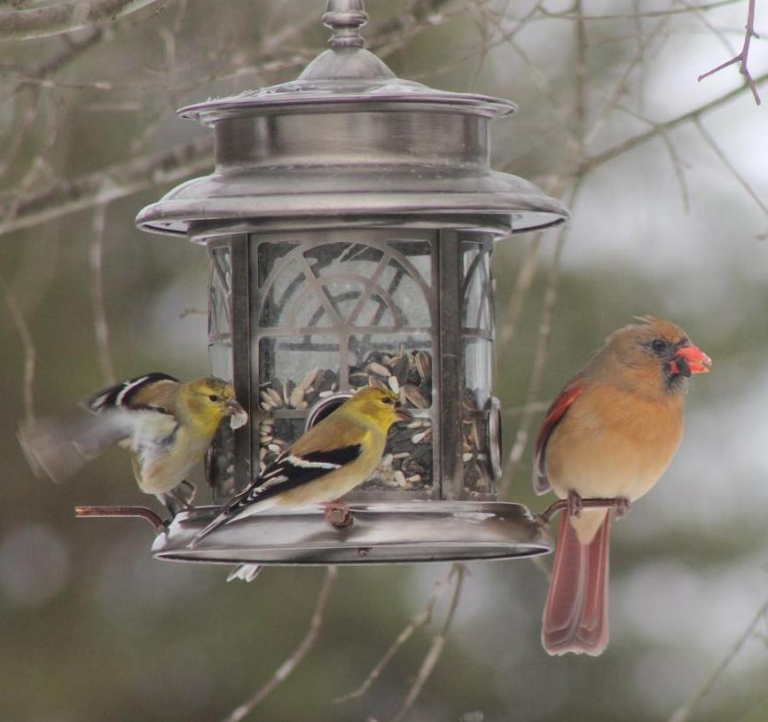Hopper feeder for birds