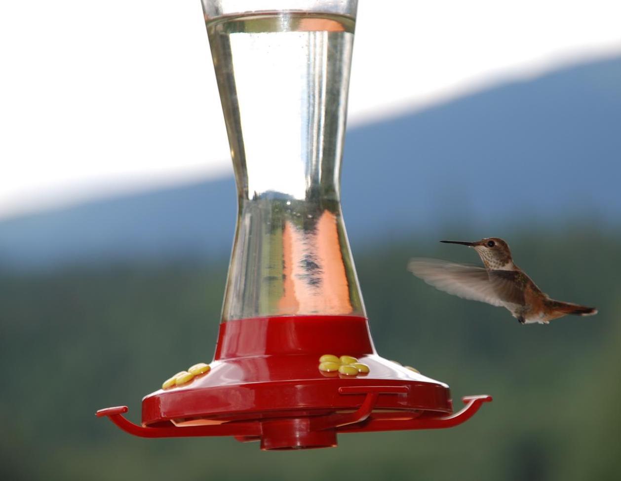 Hummingbird feeder