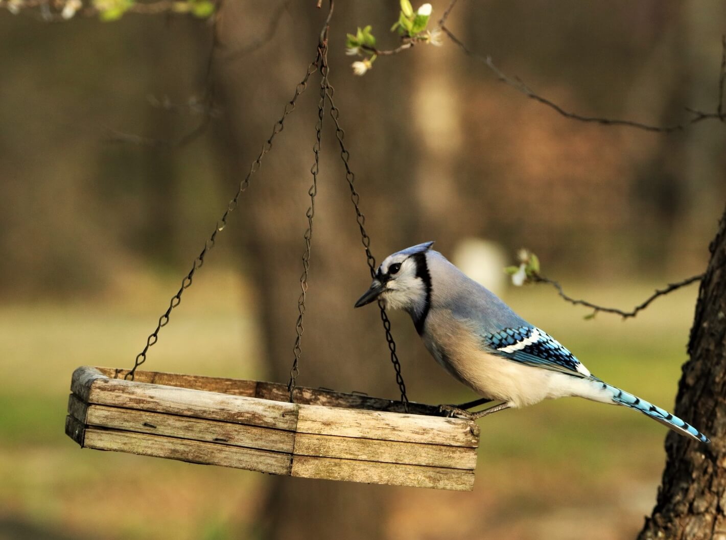 Types of Bird Feeders