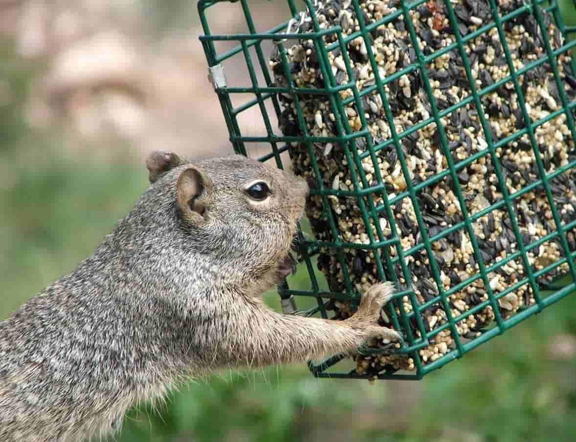 Squirrel at suet feeder