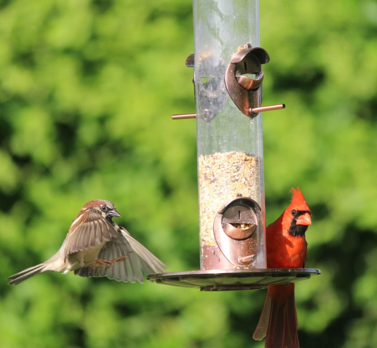 Tube feeder for birds