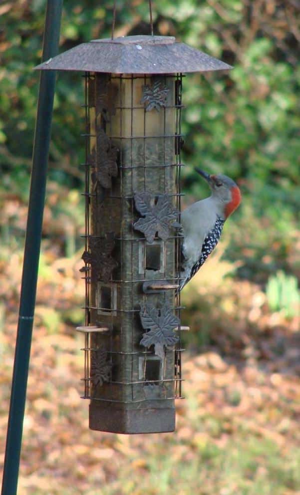 Tube feeder