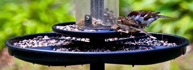 Tube feeder with tray at the bottom