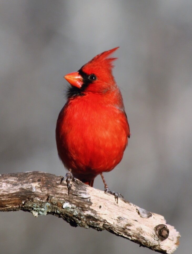 Northern Cardinal