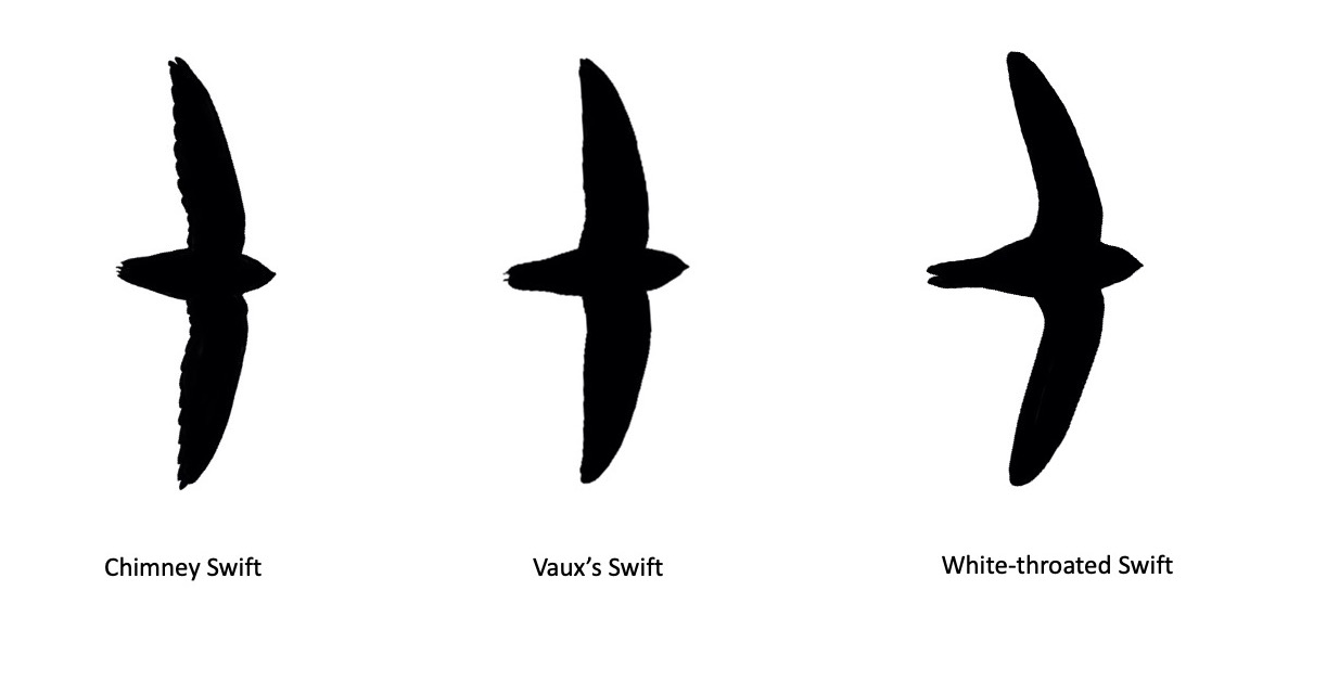 swifts in flight