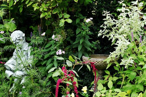 Bird bath in deep vegetation