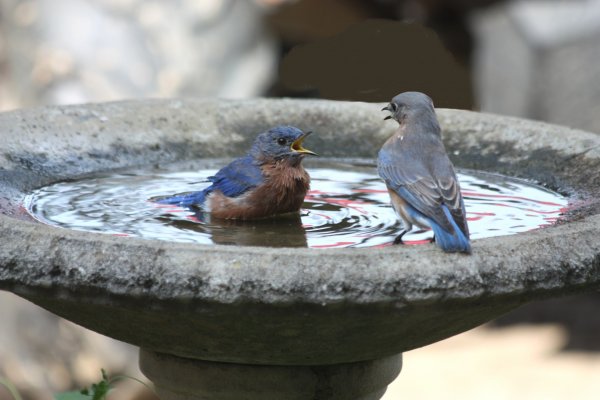 Eastern Bluebirds at bird bath