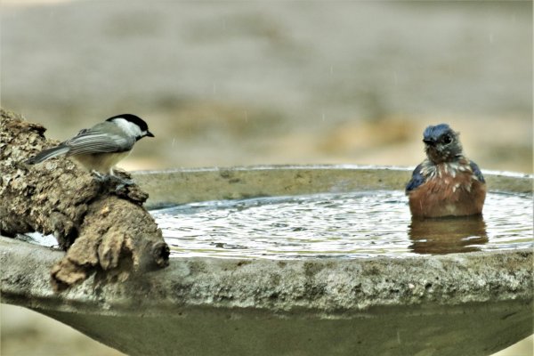 Birds at a bird bath