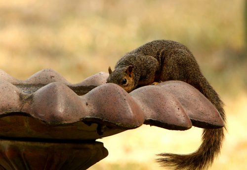 Squirrel on bird bath