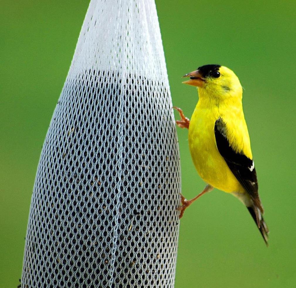 Thistle bag feeder