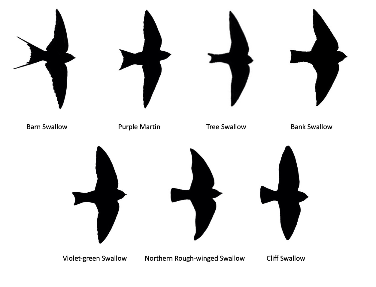 swallows in flight swallows in flight