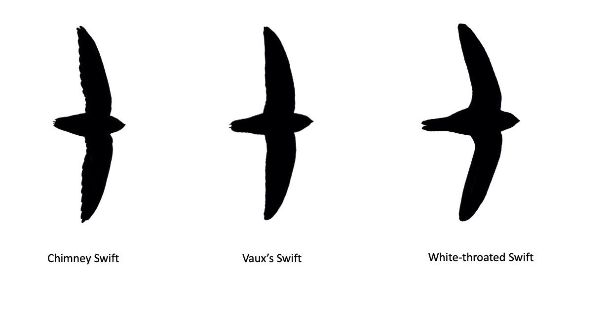 swifts in flight swifts in flight